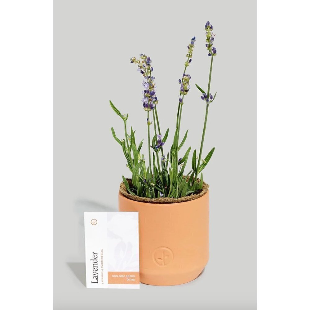 Madewell Modern Sprout® Live Well Lavender Tiny Terracotta Grow Kit
